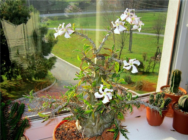 Pachypodium saundersii